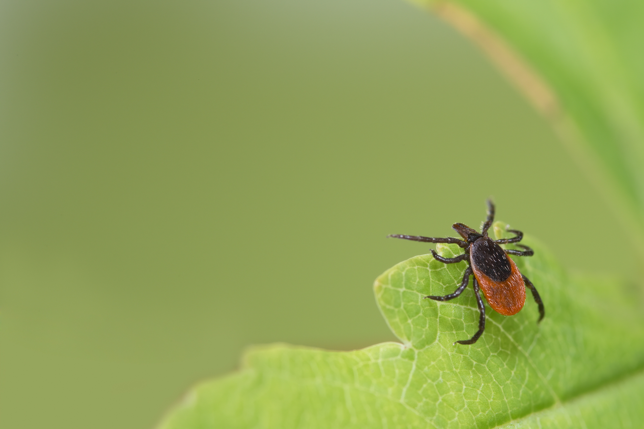 Parasitic deer tick waiting on a green leaf with blurry nature background. Ixodes ricinus or scapularis