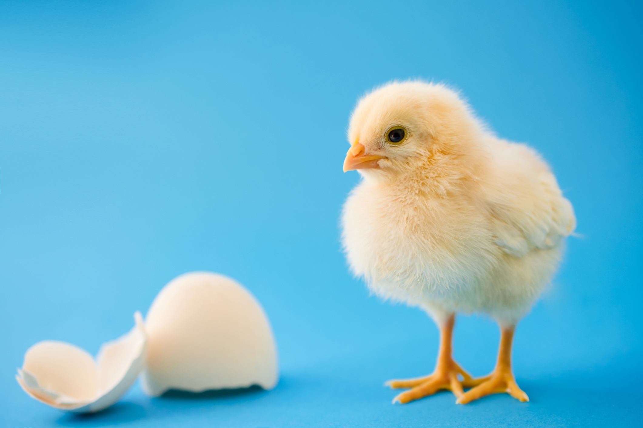 Baby chickens appear to react similarly to humans when tested for something called the 