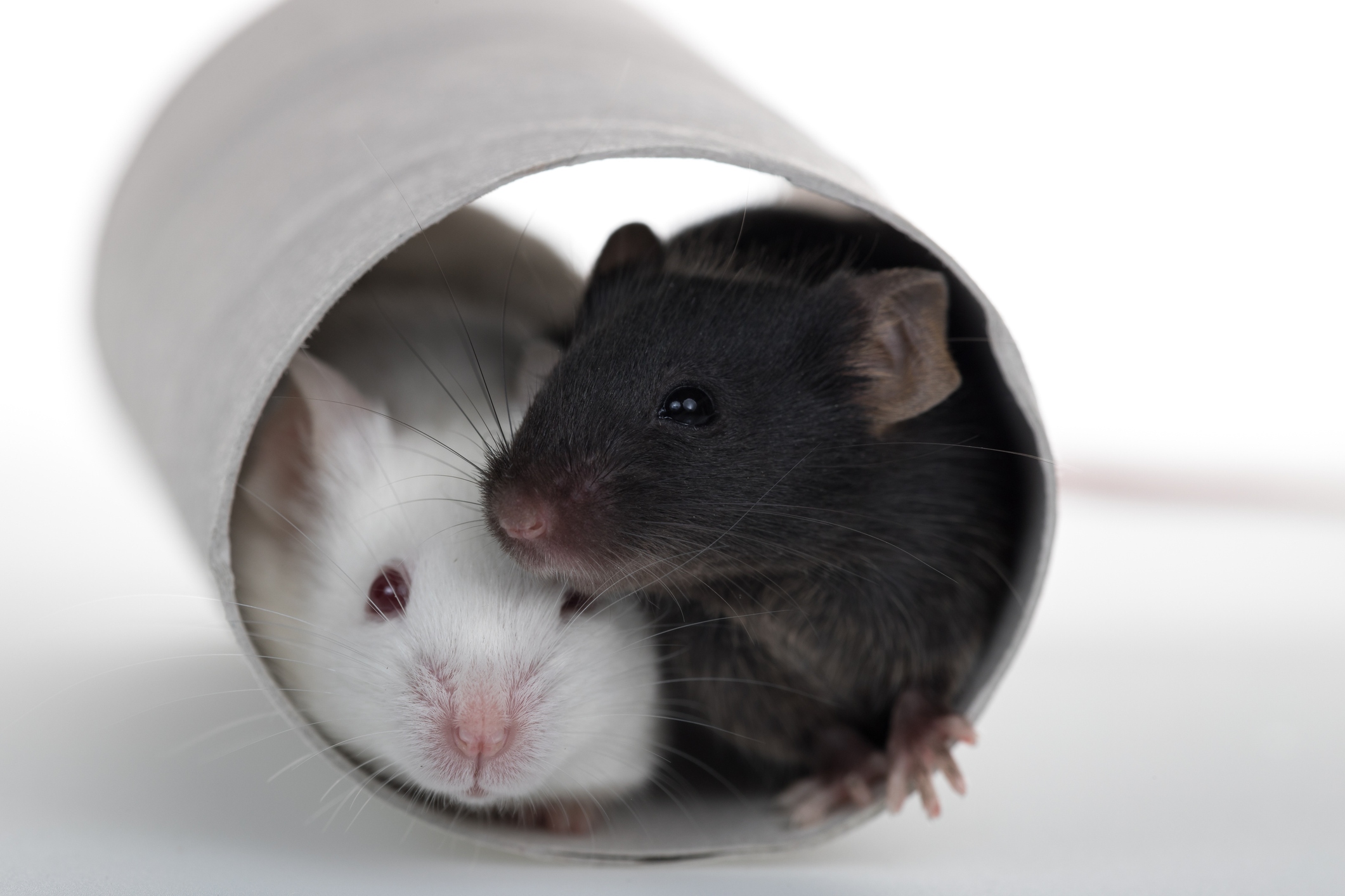 Mice may exhibit revival-like behaviors to help unconscious cagemates.