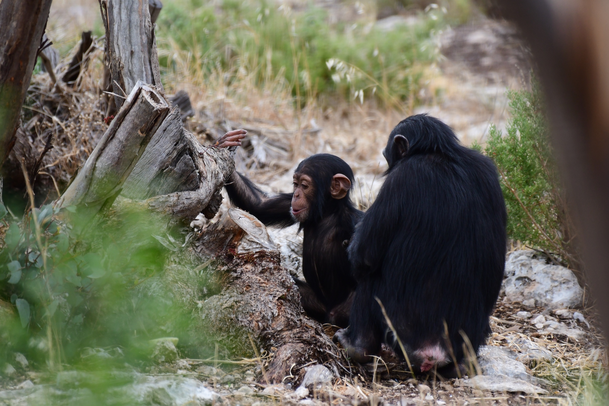 Chimpanzees in Monarto Safari Park South Australia. A new study finds in<strong> </strong>captive chimpanzees, peeing is contagious