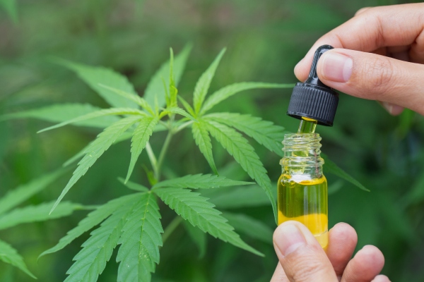 Curious about cannabis for back pain? New European research shows it may help