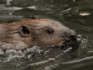 A beaver swims in a pond after being released on Oct. 11, 2023, in Greenford, England, as part of the Ealing Beaver Project. The beavers that were released are part of an unlikely effort to bring back a vanished species and help Britain adapt to a very modern problem: climate change.