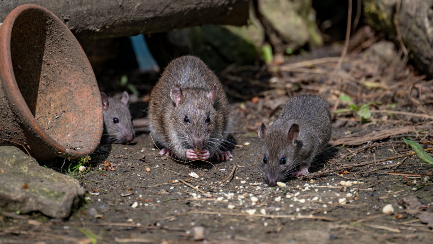 Birth Control For Rats Rats on birth control: One city tries to reduce its rodents : NPR