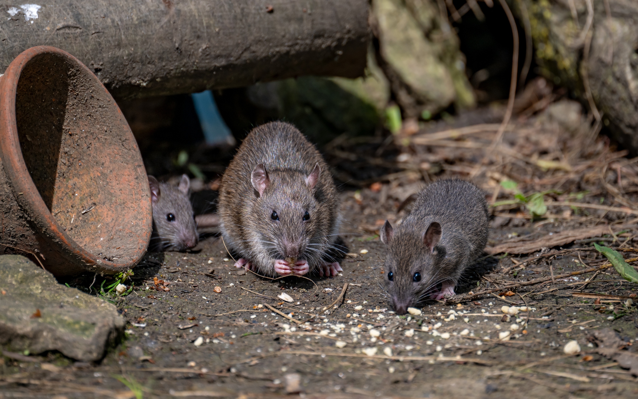 Too many rats? Birth control is one city’s answer Too many rats? Birth control is one city’s answer