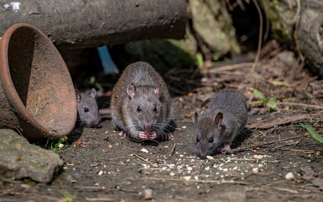 Rats aren't just nuisances, they can carry diseases like leptospirosis and hantavirus. They are also one of the leading causes of property damage.