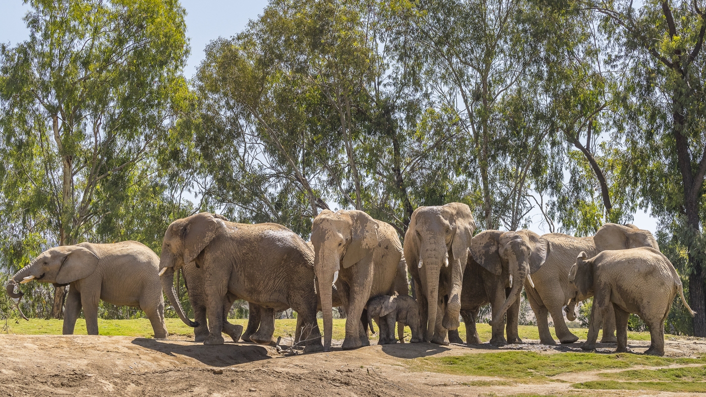 When an earthquake struck San Diego, these elephants formed an 'alert circle' - NPR