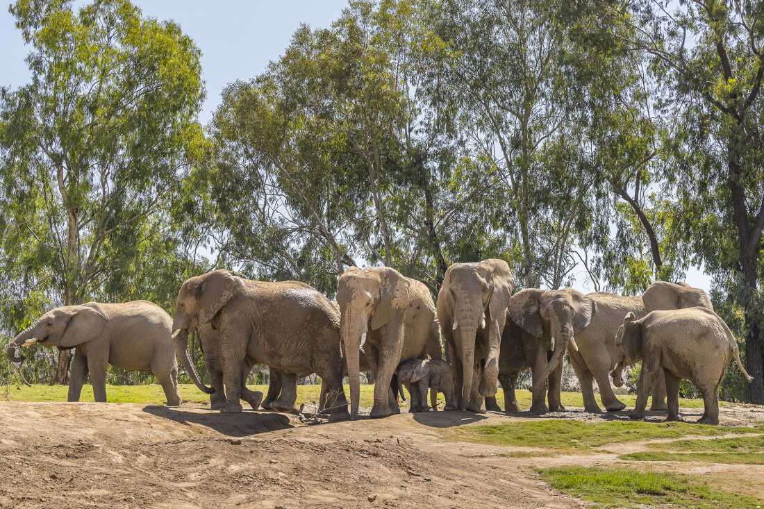 Elephants at the San Diego Zoo Safari Park in Escondido, Calif., quickly formed an "alert circle" to protect their young following Monday's 5.2 magnitude earthquake.