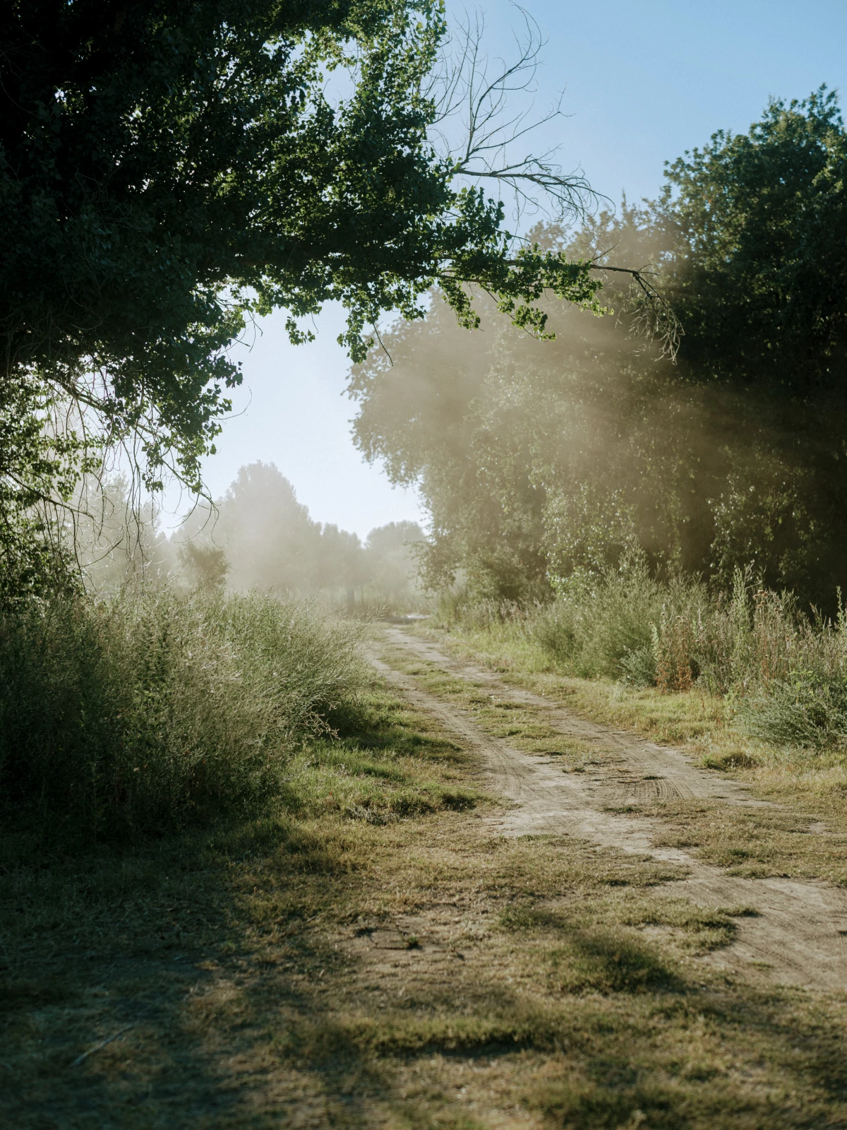 The sun rises, shedding light onto an oak grove along the western edge of Dos Rios.