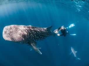 Marine biologist Michael Doane collects samples of microorganisms living on the skin of a whale shark.