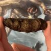 This photo shows a fossilized excrement specimen being held between two human fingers. The specimen is brown and somewhat cylindrical in shape.