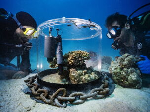 Researchers study coral in the Red sea off the coast of Saudia Arabia.