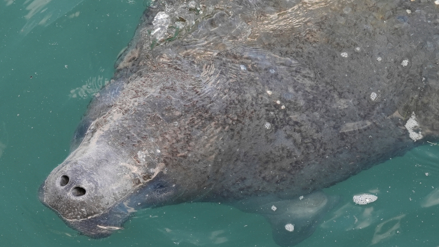 Trump administration seeks to roll back protections for imperiled species and habitat