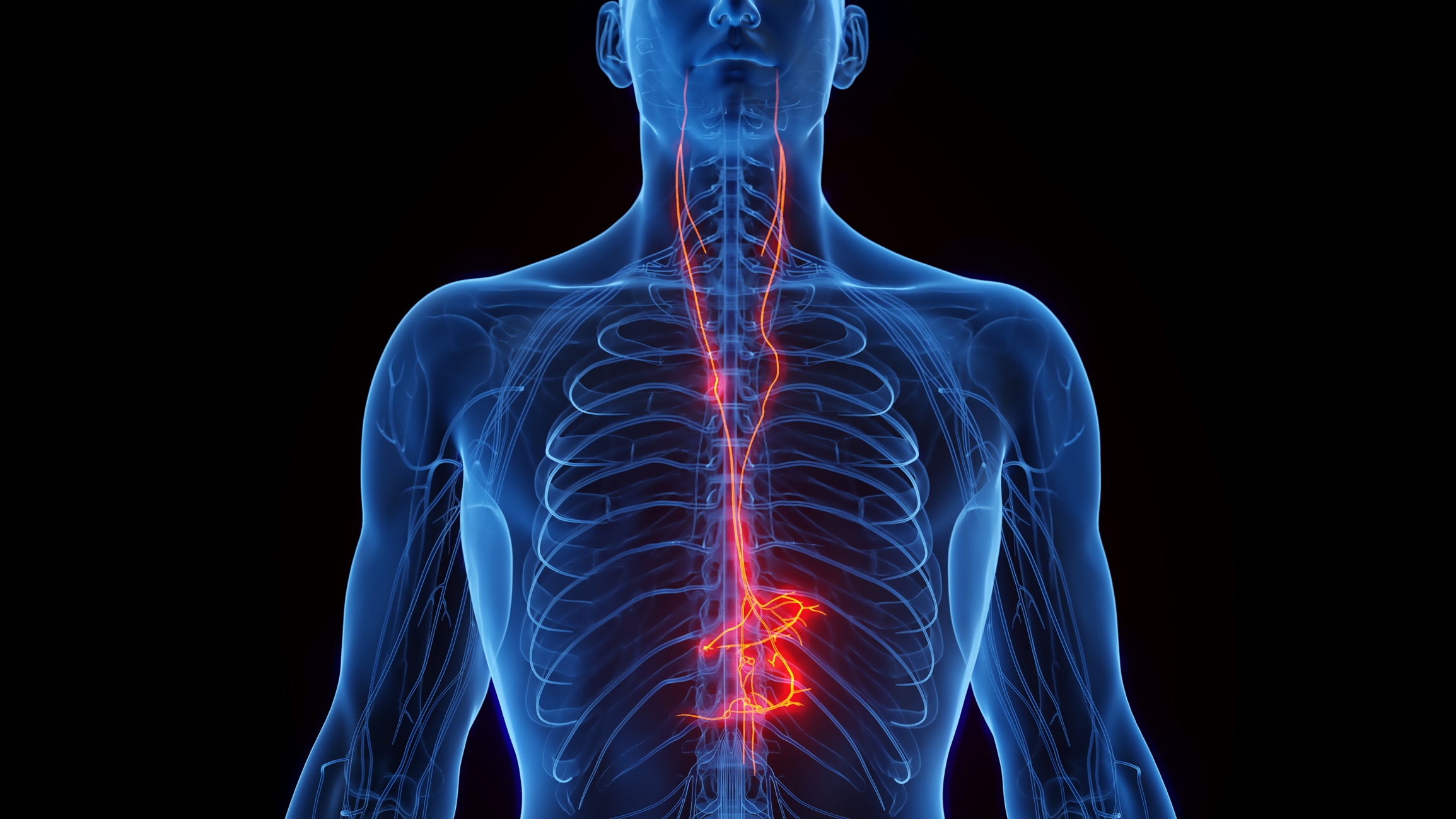 An illustration of the Vagus nerve, which is part of the autonomic nervous system.