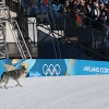 Un cane vaga nella neve davanti ad una barriera con gli anelli olimpici.