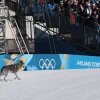 A dog wanders on the snow in front of a barrier with the Olympic rings on it.