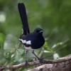 An oriental magpie-robin perches on a tree branch in Bangkok in 2022. The bird was among the species that researchers studied in a rainforest in India.
