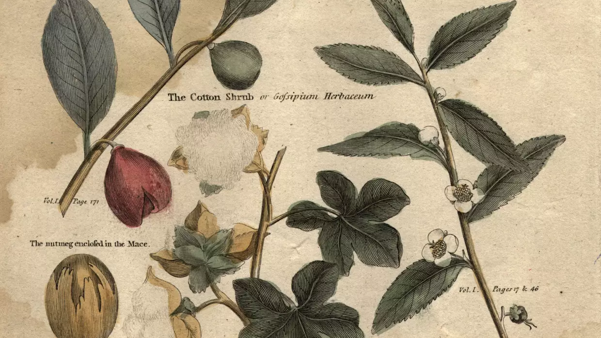 Circa 1790: plants used in commerce, including nutmeg, tea and cotton plants.