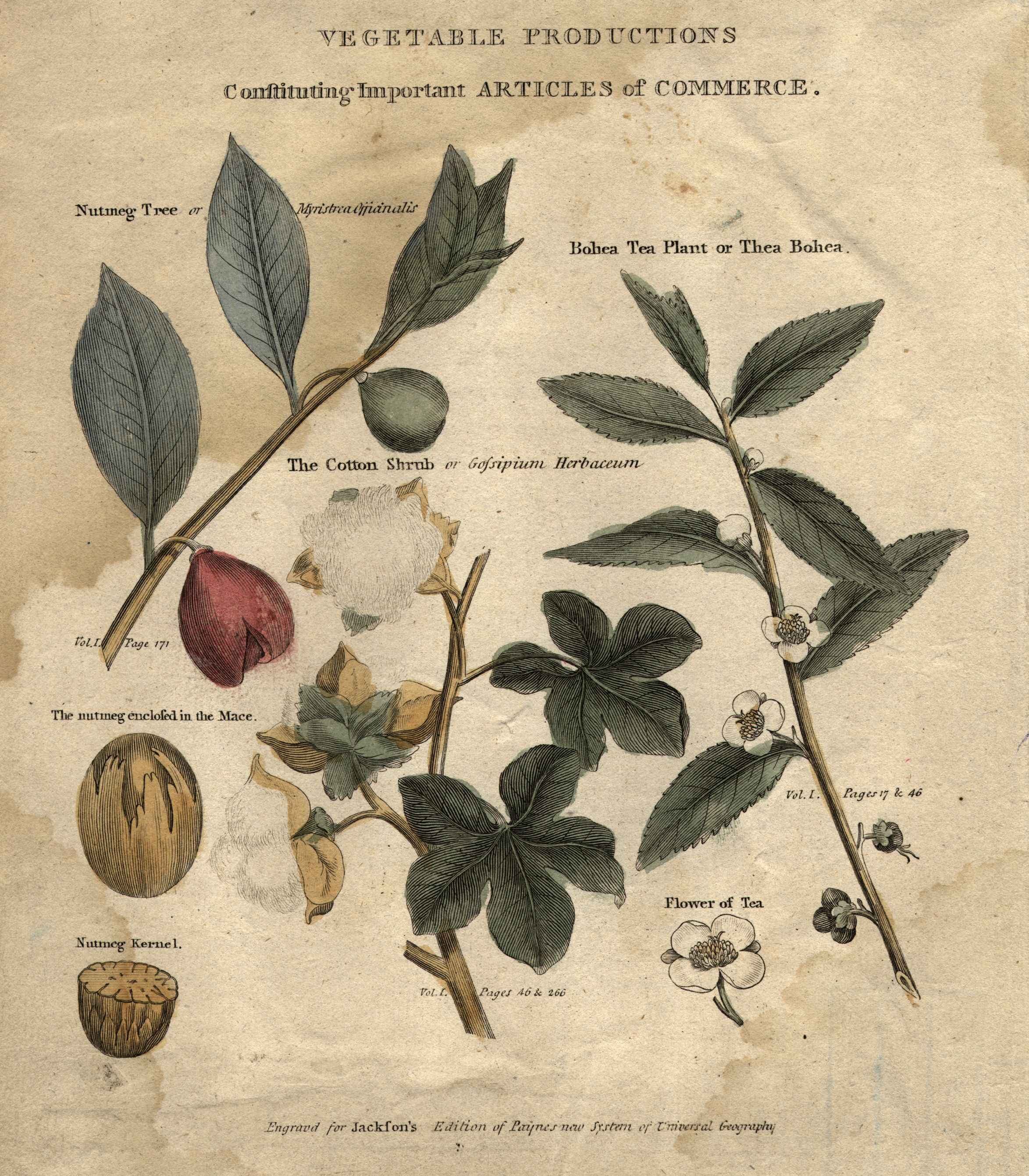 Trick or spice? How the ‘nutmeg’ came to dominate the soccer world