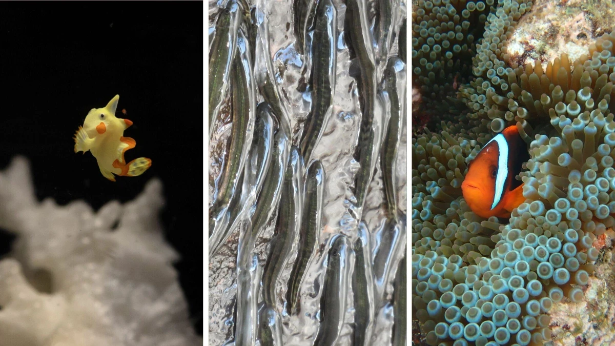 Clumping Fish The secret behind clownfish stripes and more fishy fascinations - TPR ...