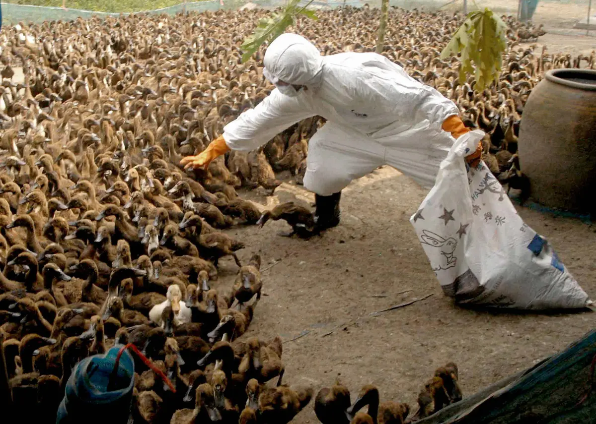 A health officer collects ducks to be killed at a farm north of Bangkok during Thailand's bird flu outbreak in the early 2000s. A massive culling of fowl was part of the country's strategy to quash the virus.
