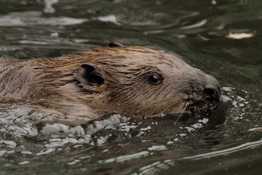 This close-up photo shows the head of a beaver skimming the surface of the water as it swims in a pond after being released on October 11, 2023, in Greenford, England, as part of the Ealing Beaver Project.