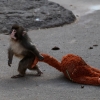 A baby Japanese macaque walks upright, dragging a stuffed orangutan behind him.