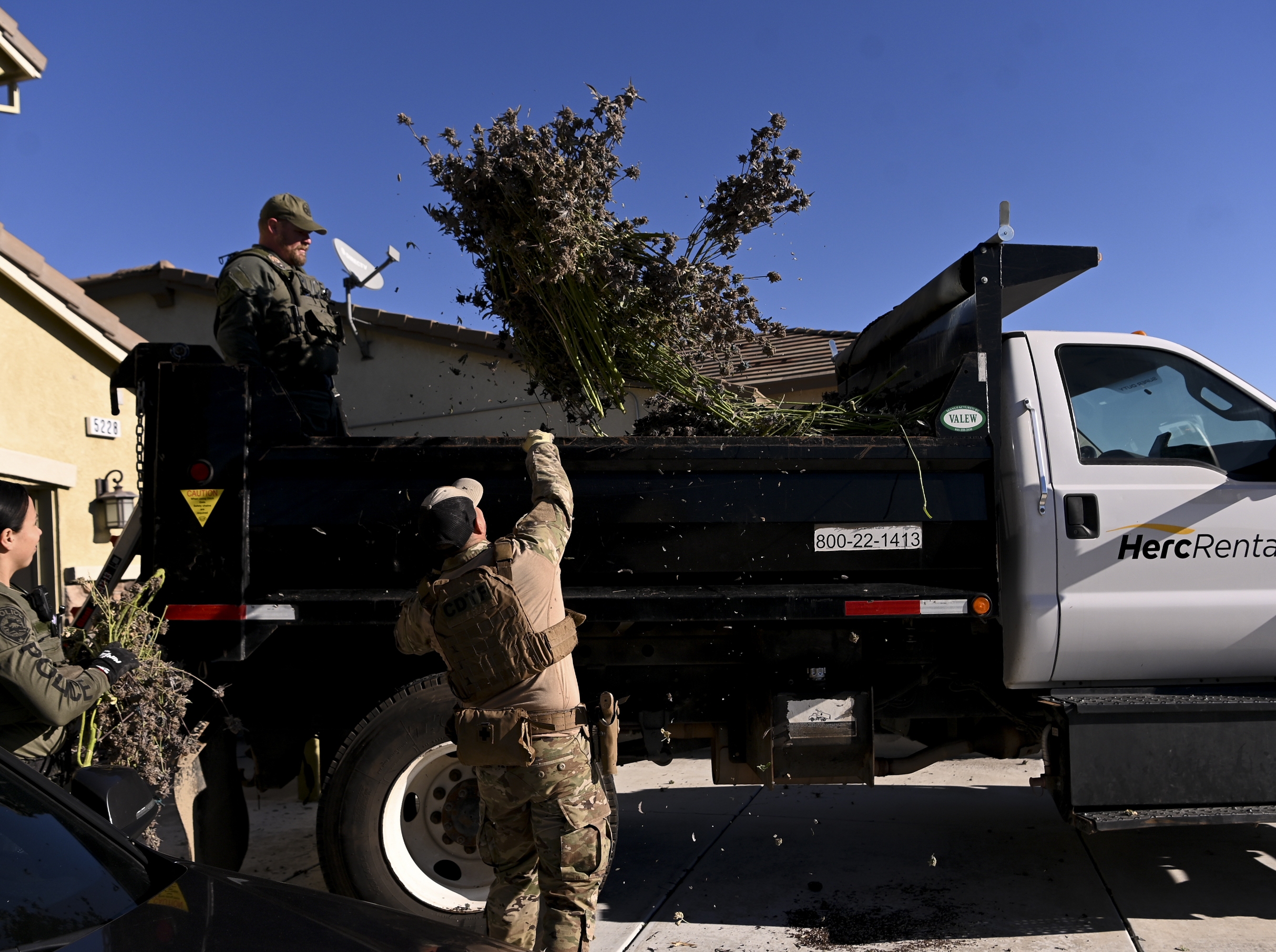 In much of the U.S., illegal cannabis outcompetes legal weed sold in licensed shops. Officers with the law enforcement division of the California Department of Cannabis Control confiscate unlicensed marijuana plants in the Goldridge neighborhood of Fairfield, Calif., on Jan. 9.