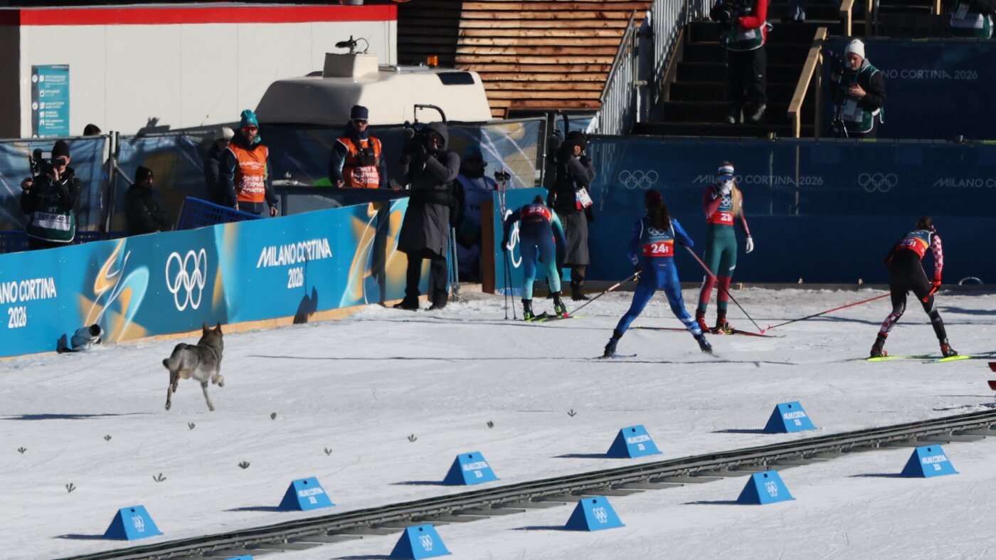 Surprise 4-legged Olympic competitor wows cross-country fans