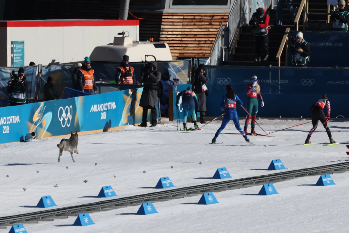 TOPSHOT - A dog wanders on the ski trail during the women's team cross country free sprint qualification event of the Milano Cortina 2026 Winter Olympic Games at Tesero Cross-Country Skiing Stadium in Lago di Tesero (Val di Fiemme), on February 18, 2026.