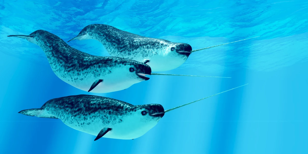 Narwhal whales live in social groups called pods and live in the Arctic ocean. Experts disagree on the purpose of males' tusks.