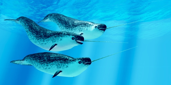 Does the narwhal’s famous tusk help it catch fish?