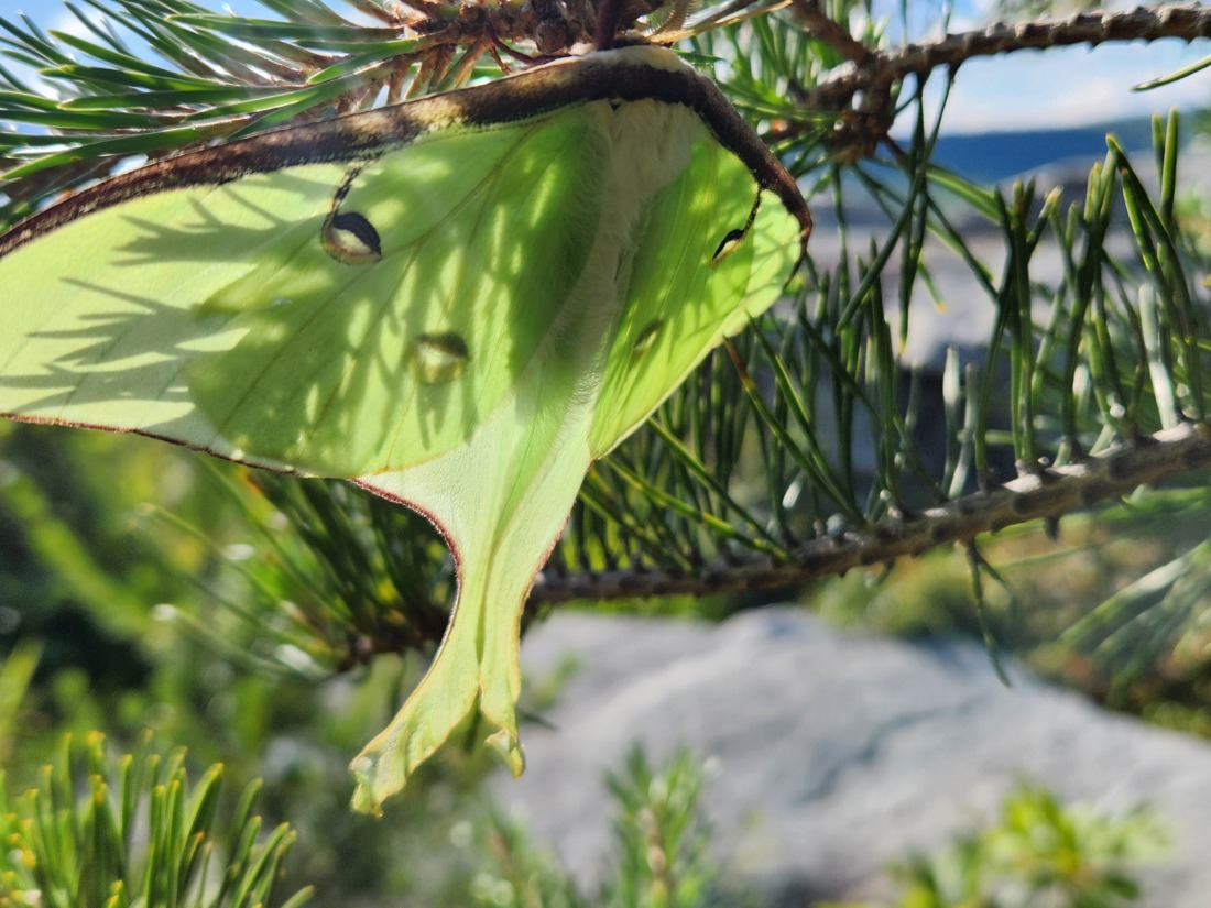 A Luna moth emerges from its cocoon on an early summer day in North Carolina.