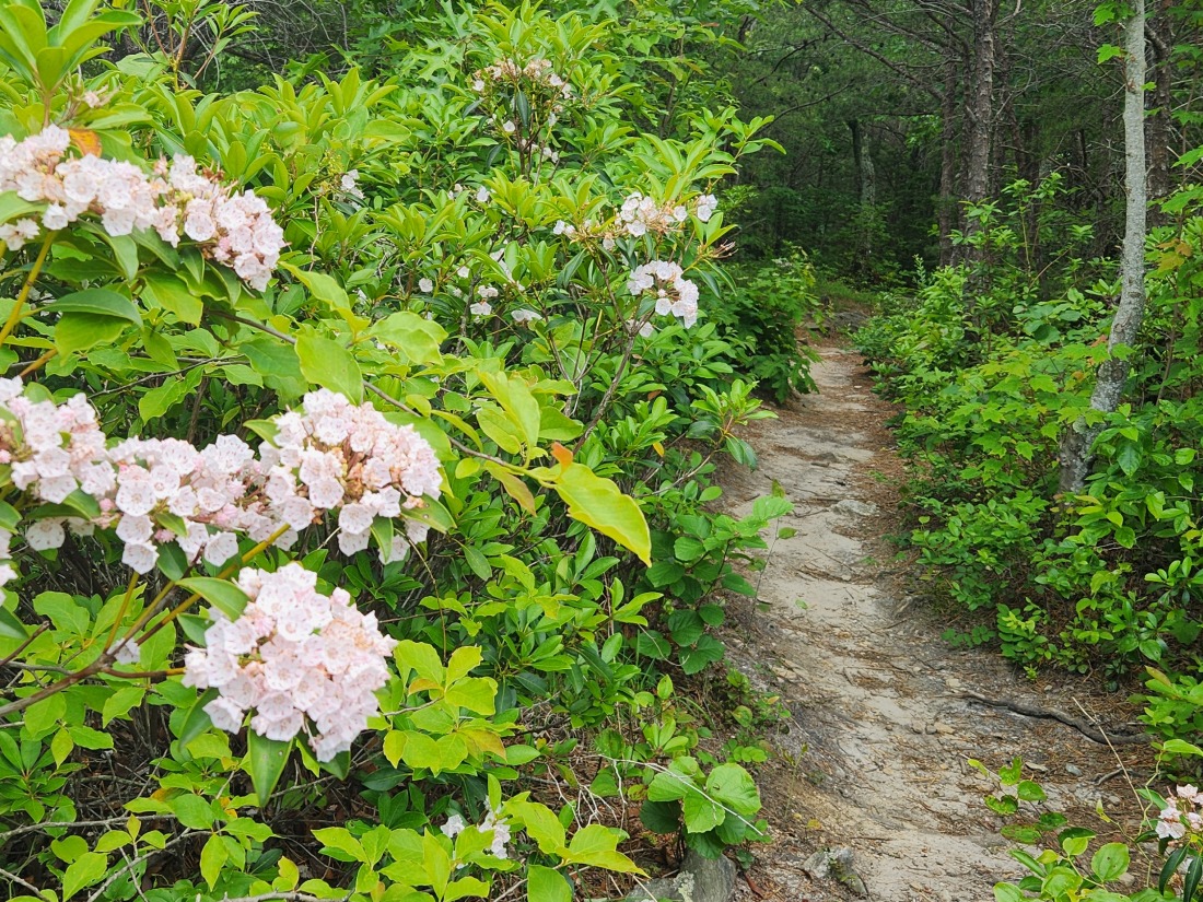Mountain laurel grows along the trail in the Linville Gorge Wilderness.