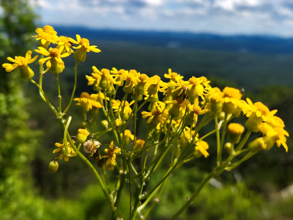 In the Linville Gorge, wildness is found in big sweeping vistas and in tiny details, buzzing bees, stands of flowers, and lots of stillness.