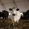 LEXINGTON, KY - FEBRUARY 18, 2026 Cows are pictured in a feed barn at Hallstead Farms on Wednesday, February 18, 2026 in Lexington, Ky. Family farmers Reid and Amanda Hall raise beef cattle in central Kentucky despite the challenging economics of farming in 2026. Luke Sharrett for NPR