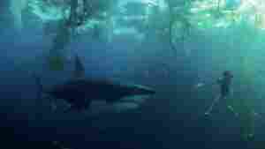 Sharks in the Seine — mon dieu!