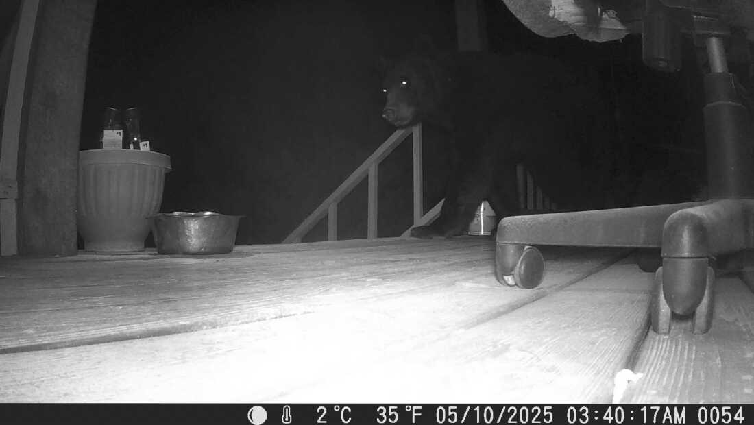 A still image taken from a game camera Pam and Ken Clouse have on their porch in Alpine, Texas.