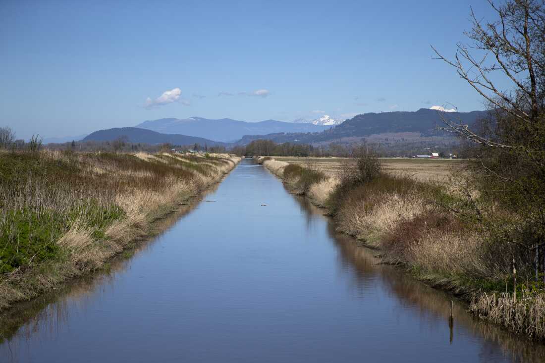 The Tom Moore Slough levee, near Big Ditch, protects farmland near Stanwood, Wash., on April 8, 2026.