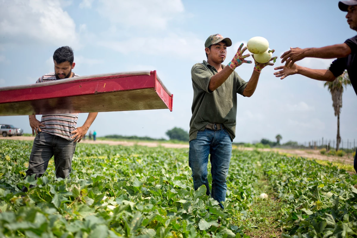 Field workers harvest honeydew melons at a steady pace near Citrus City outside Mission, Texas.