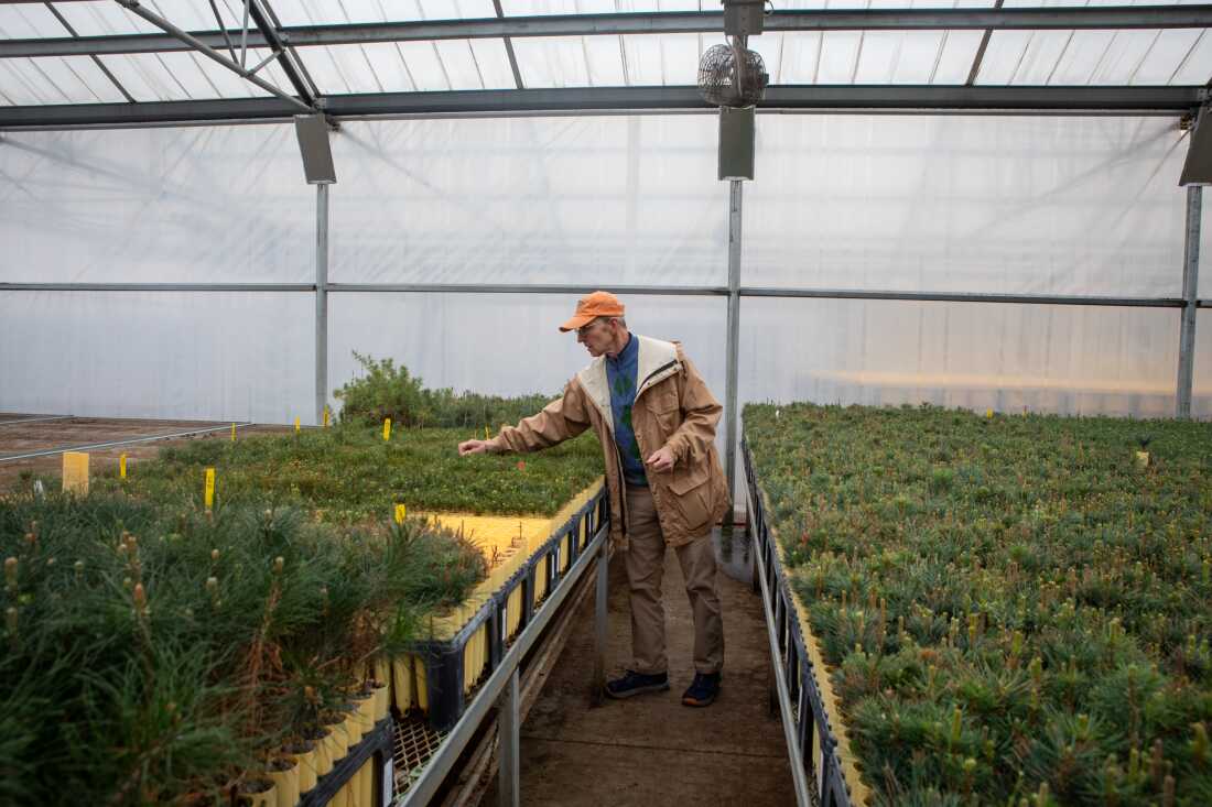 Matthew Ogden greenhouse manager with CS&KT Forestry Tribal Nursery