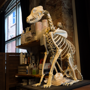 A full picture of a dog skeleton sitting on a filing cabinet. The dog is in a seated position overlooking the studio.