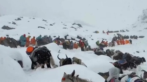 In this photo taken Oct. 4, 2025 and released by Lingsuiye, villagers with their oxen and horses ascend the mountain during rescue efforts to reach hundreds of hikers trapped by heavy snow at tourist campsites on a slope of Mount Everest in Tibet on Sunday, Oct. 5, 2025.