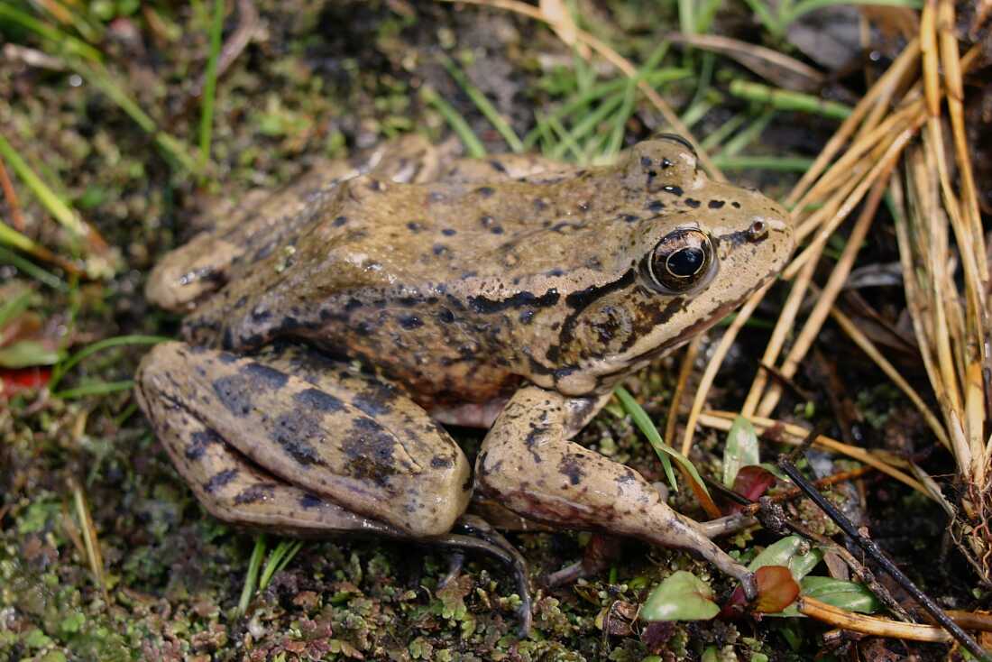 The California red-legged frog, the largest native frog west of the Rocky Mountains, is listed as threatened under the Endangered Species Act.