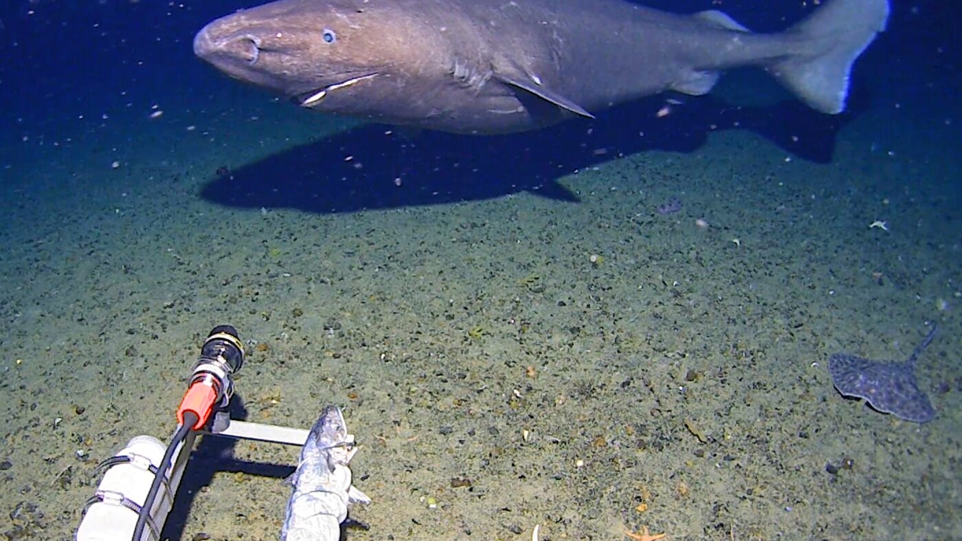 Shock shark caught on digital camera for first time in Antarctica’s near-freezing deep : NPR