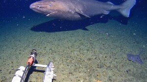 In this image made from video and released by the University of Western Australia, a sleeper shark swims into the spotlight of a video camera in Antarctica in January 2025.