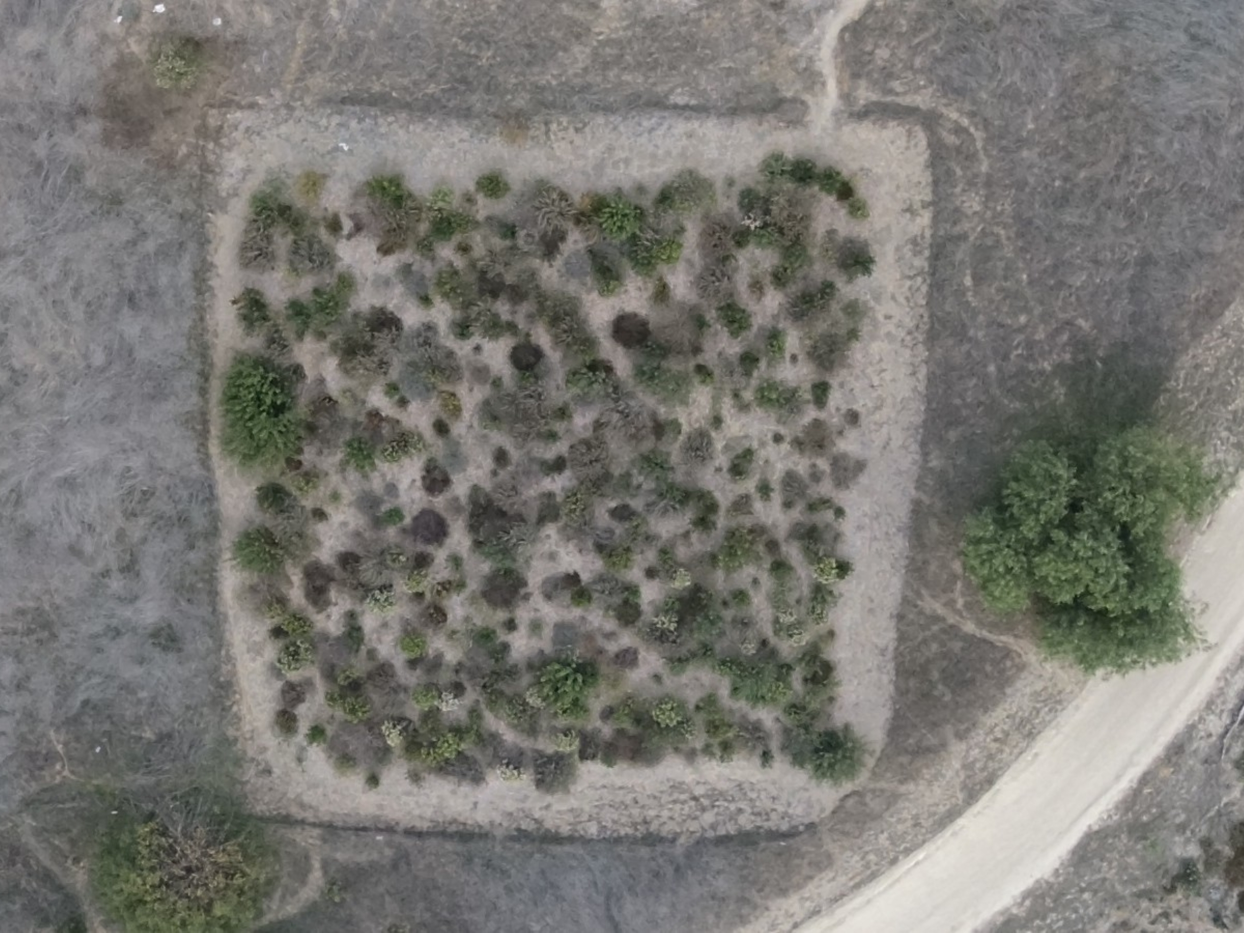 Micro Forests Examples Why are scientists planting tiny forests in big cities? | NCPR News