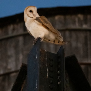 An American Barn Owl sits perched on a water tower on the Upper West Side neighborhood, Wednesday, Oct. 14, 2026, in New York.