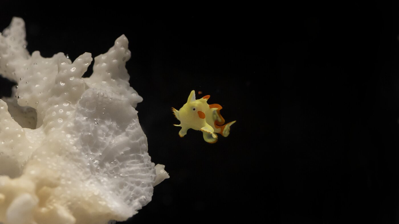 Domino, the warty frogfish, is the first of its kind to be raised in captivity