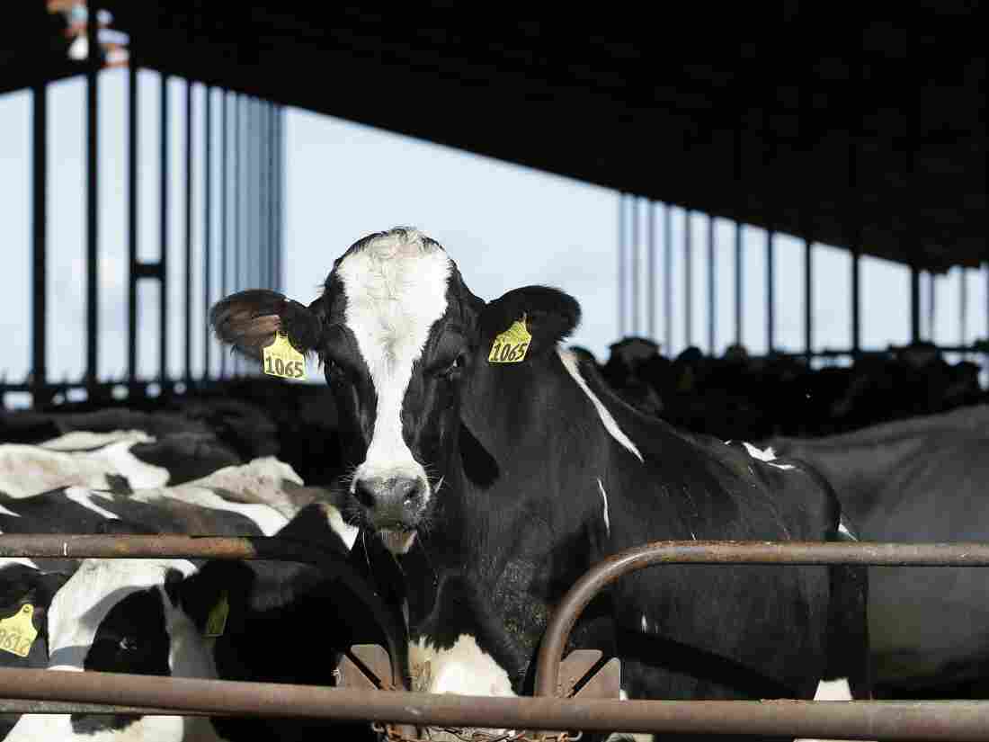 A farmworker was infected with bird flu from a dairy cow, the third human case in the recent outbreak.