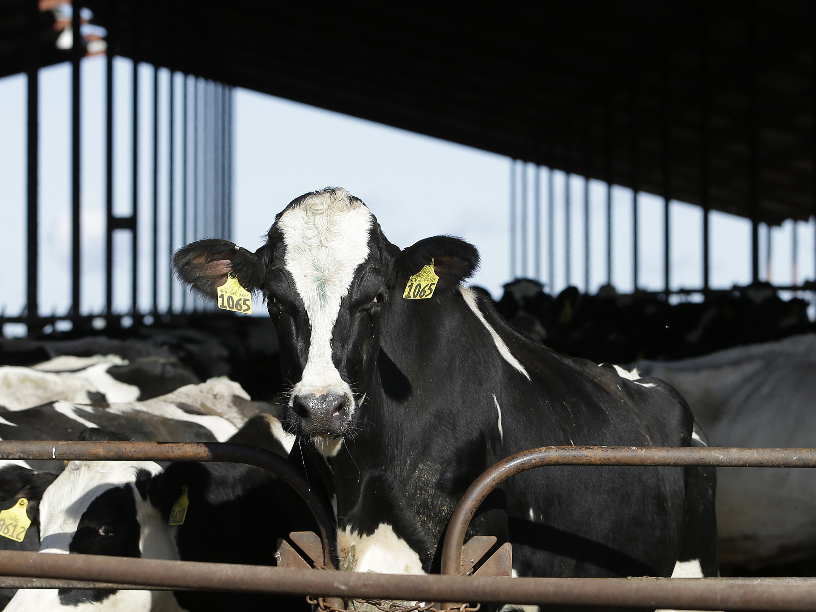 A farmworker was infected with bird flu from a dairy cow, the third human case in the recent outbreak.